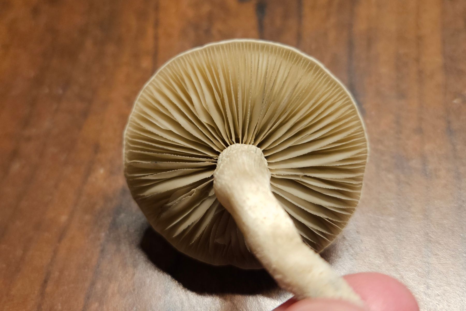Close-up view of a sterile Panaeolus cyanescens gills and stem.