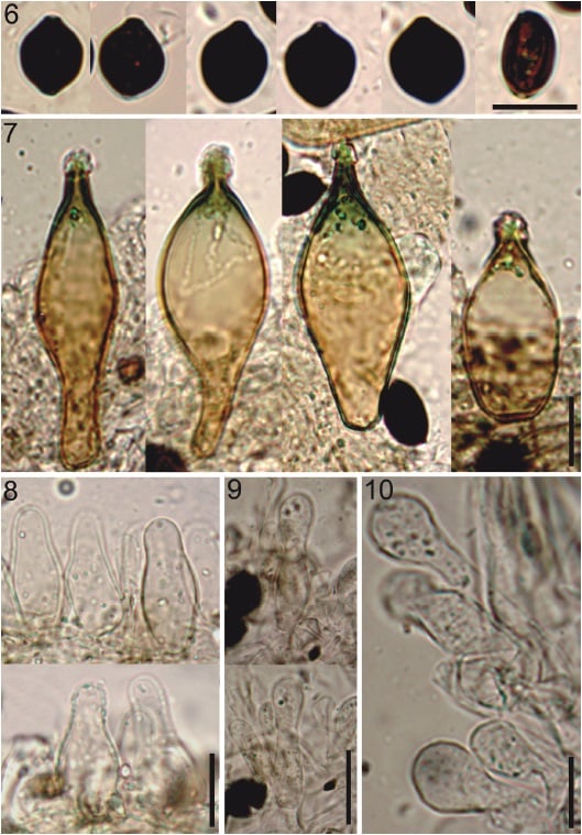 Microscopic images of Panaeolus cyanescens spores and structures.