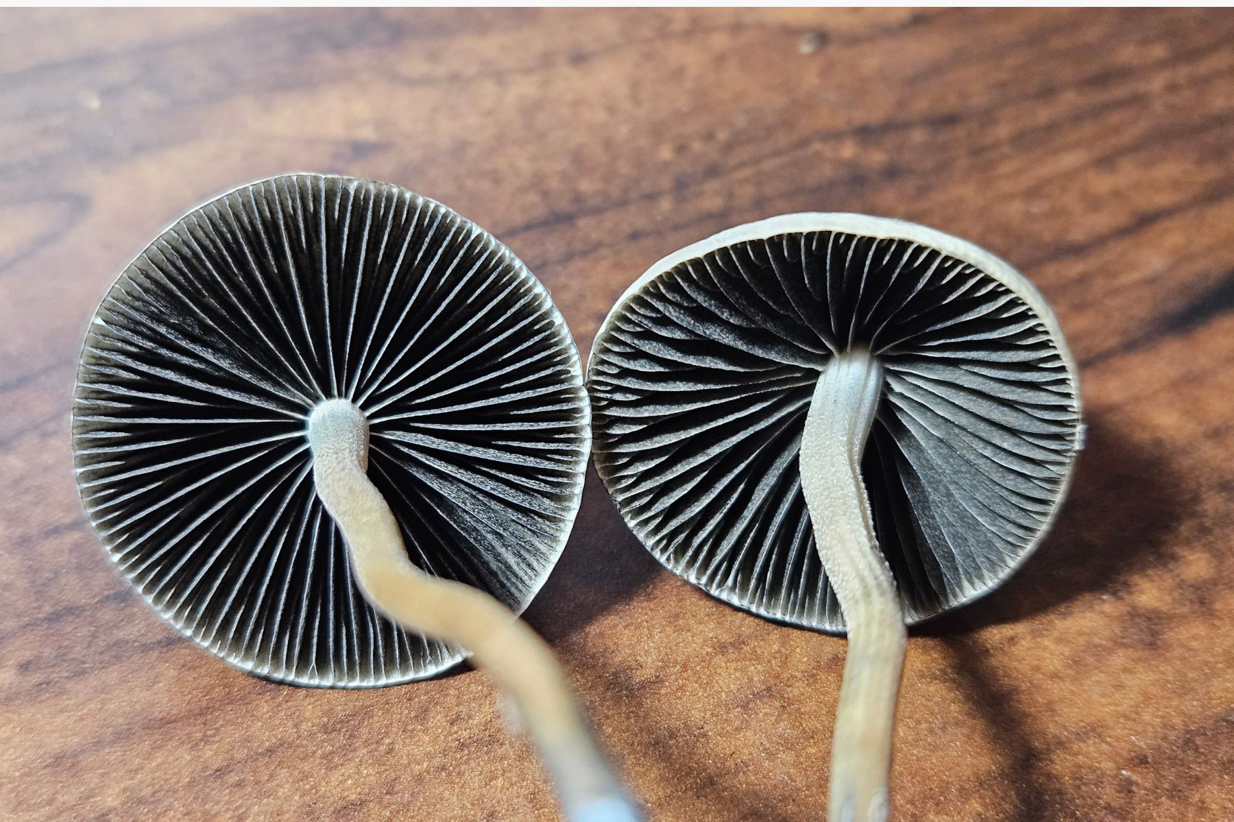 Close-up view of two Panaeolus cyanescens mushrooms, showcasing their gills and stems.
