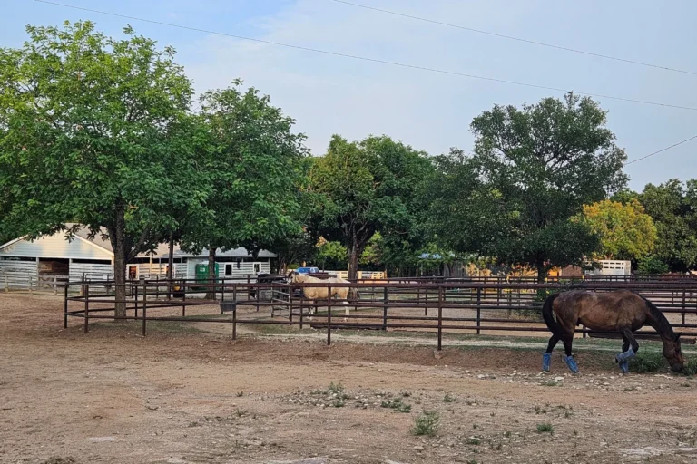 A brown horse with blue leg wraps grazes in a fenced dirt paddock on the farm. Another horse stands in a separate pen. Trees and a barn are in the background under a partly cloudy sky.
