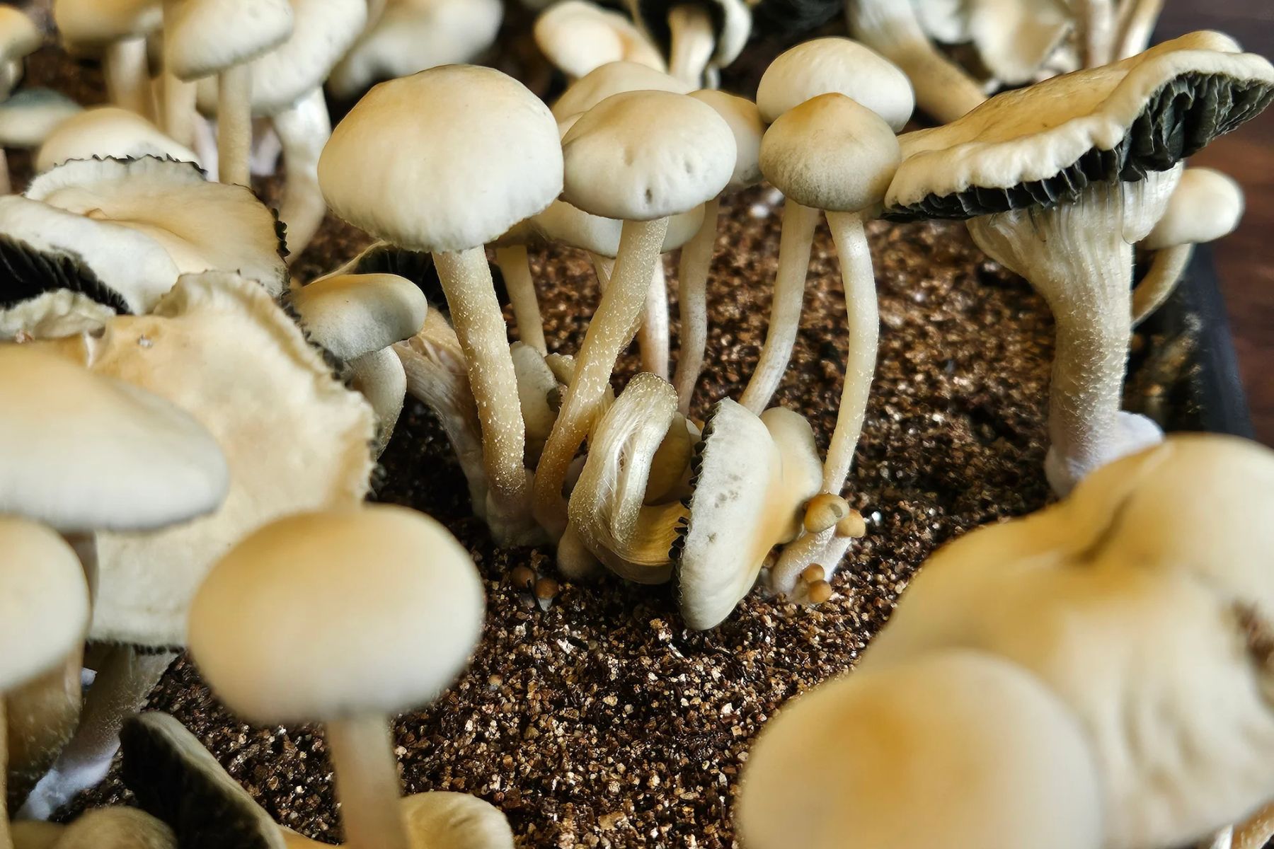 Close-up of a cluster of Panaeolus cyanescens mushrooms growing in substrate.