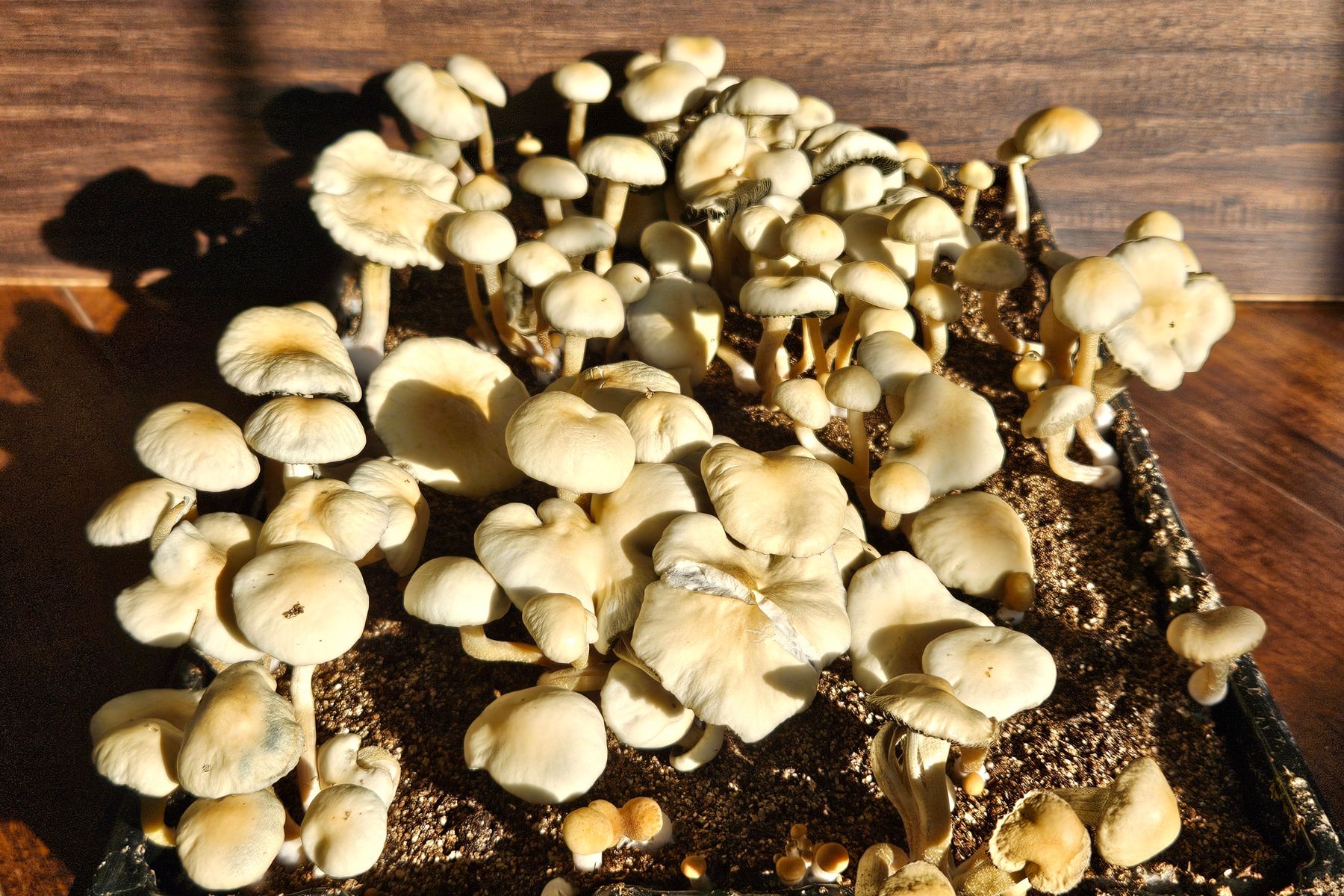 Estero Panaeolus cyanescens mushrooms growing in a tray. 