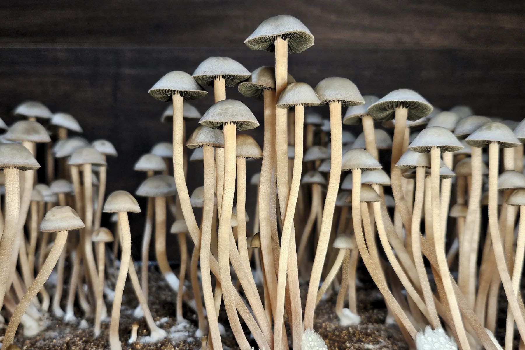 Close-up of a cluster of Panaeolus cyanescens mushrooms, also known as Copelandia, growing in a substrate.