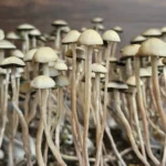 Panaeolus Cyanescens Laupāhoehoe, Hawaii Spore Print: Close-up of numerous light beige Panaeolus Cyanescens mushrooms with off-white caps.