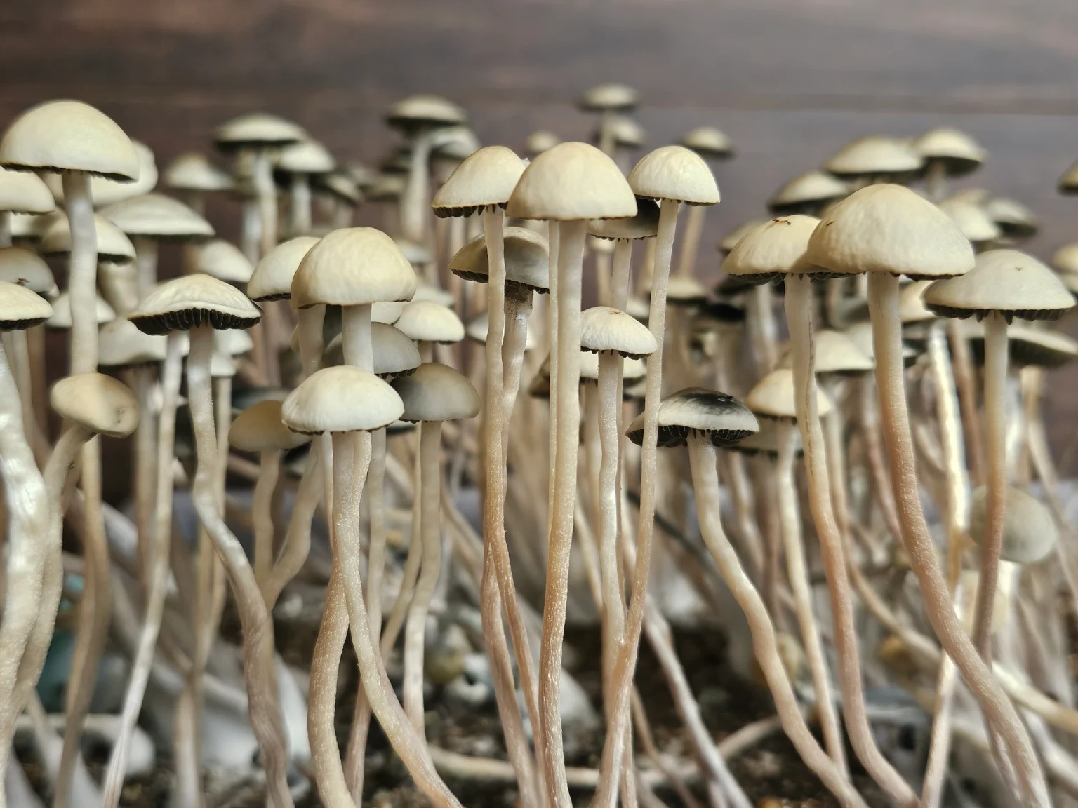 Panaeolus Cyanescens Laupāhoehoe, Hawaii Spore Print: Close-up of numerous light beige Panaeolus Cyanescens mushrooms with off-white caps.