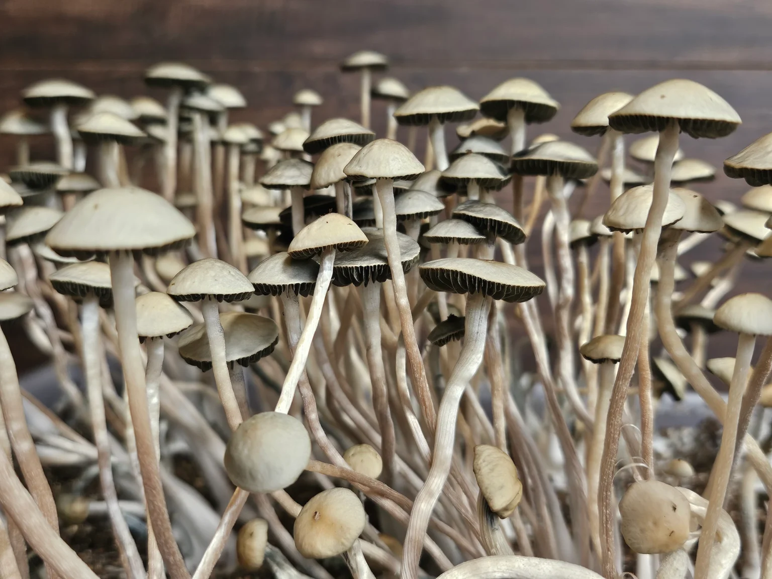 Panaeolus Cyanescens Laupāhoehoe, Hawaii spore print: Close-up of numerous Panaeolus Cyanescens mushrooms.