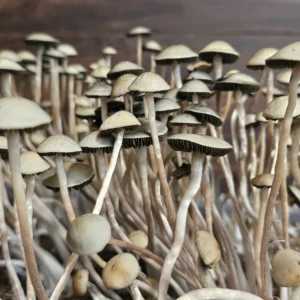 Panaeolus Cyanescens Laupāhoehoe, Hawaii spore print: Close-up of numerous Panaeolus Cyanescens mushrooms.