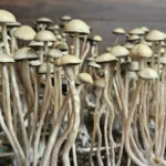 Panaeolus Cyanescens Laupāhoehoe, Hawaii spore print: Close-up of numerous magic mushrooms with light beige caps and stems.