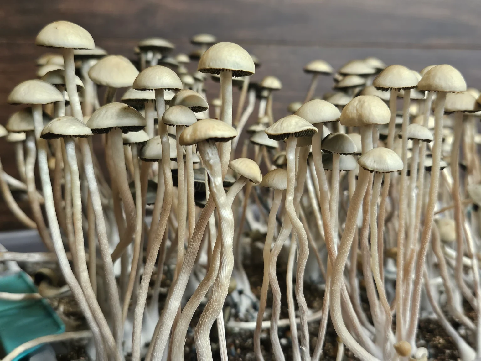 Panaeolus Cyanescens Laupāhoehoe, Hawaii spore print: Close-up of numerous magic mushrooms with light beige caps and stems.