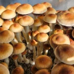 Psilocybe Cubensis Golden Teacher Spores: Close-up of numerous golden-brown Golden Teacher mushrooms growing in substrate.