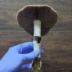 Psilocybe Cubensis Golden Teacher mushroom spores: Close-up view of a mature Golden Teacher mushroom.