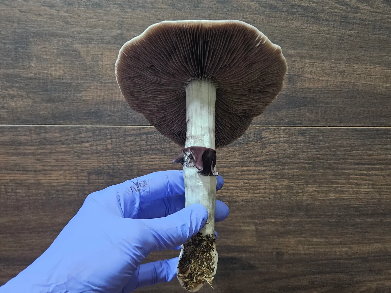 Psilocybe Cubensis Golden Teacher mushroom spores: Close-up view of a mature Golden Teacher mushroom.