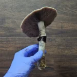 Psilocybe Cubensis Golden Teacher mushroom spores. A single mushroom specimen is shown.