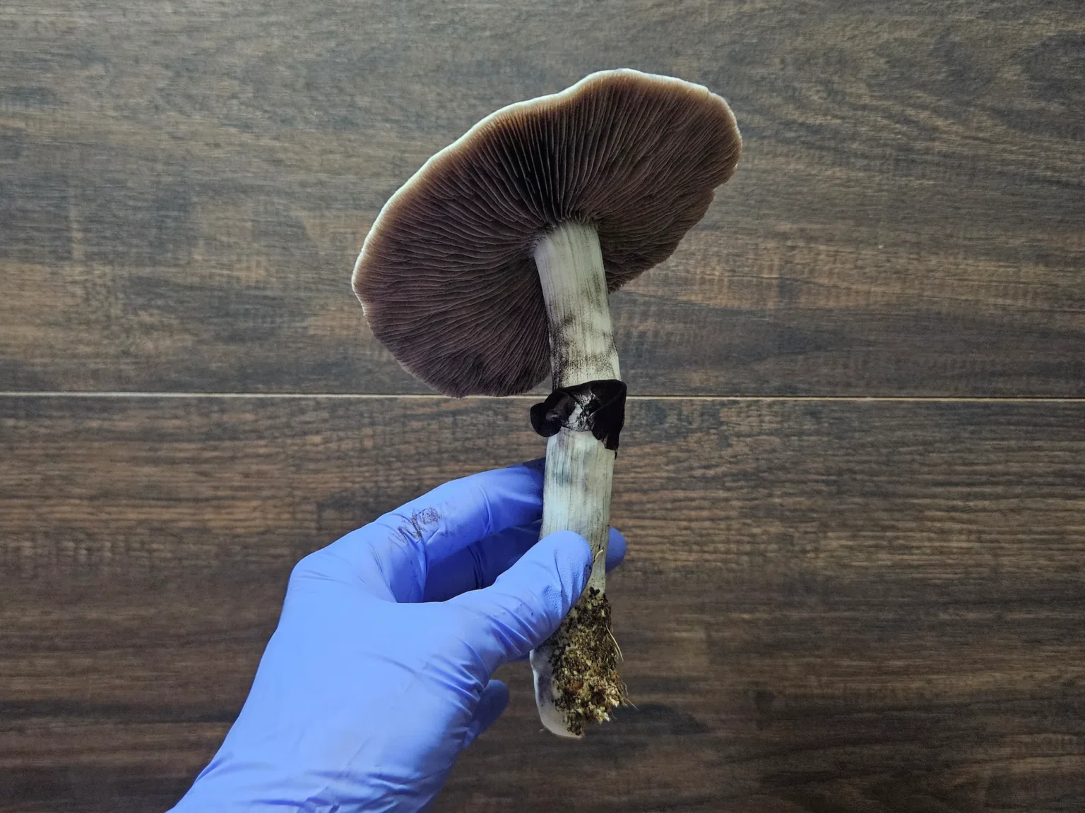 Psilocybe Cubensis Golden Teacher mushroom spores. A single mushroom specimen is shown.