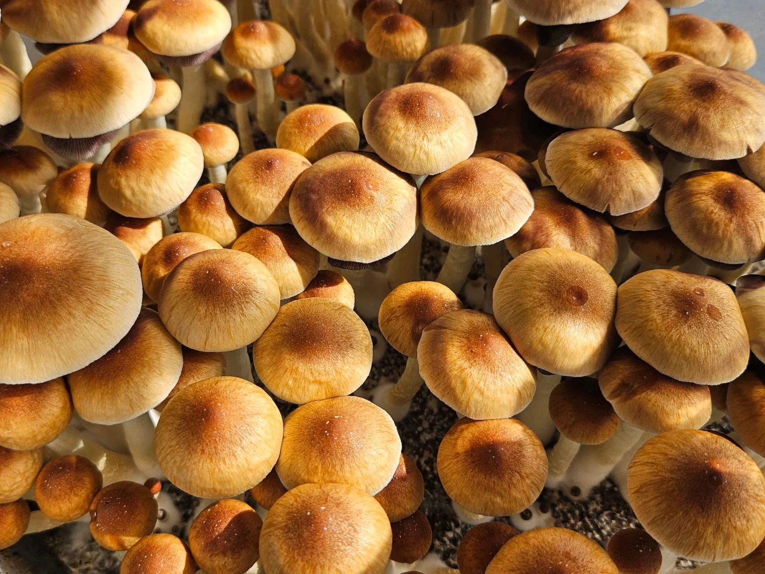 Close up shot of densely packed Psilocybe cubensis Golden Teacher.