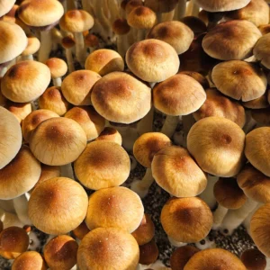 Close up shot of densely packed Psilocybe cubensis Golden Teacher.