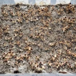 Psilocybe Cubensis Golden Teacher Spores: Abundant mushroom growth on substrate.