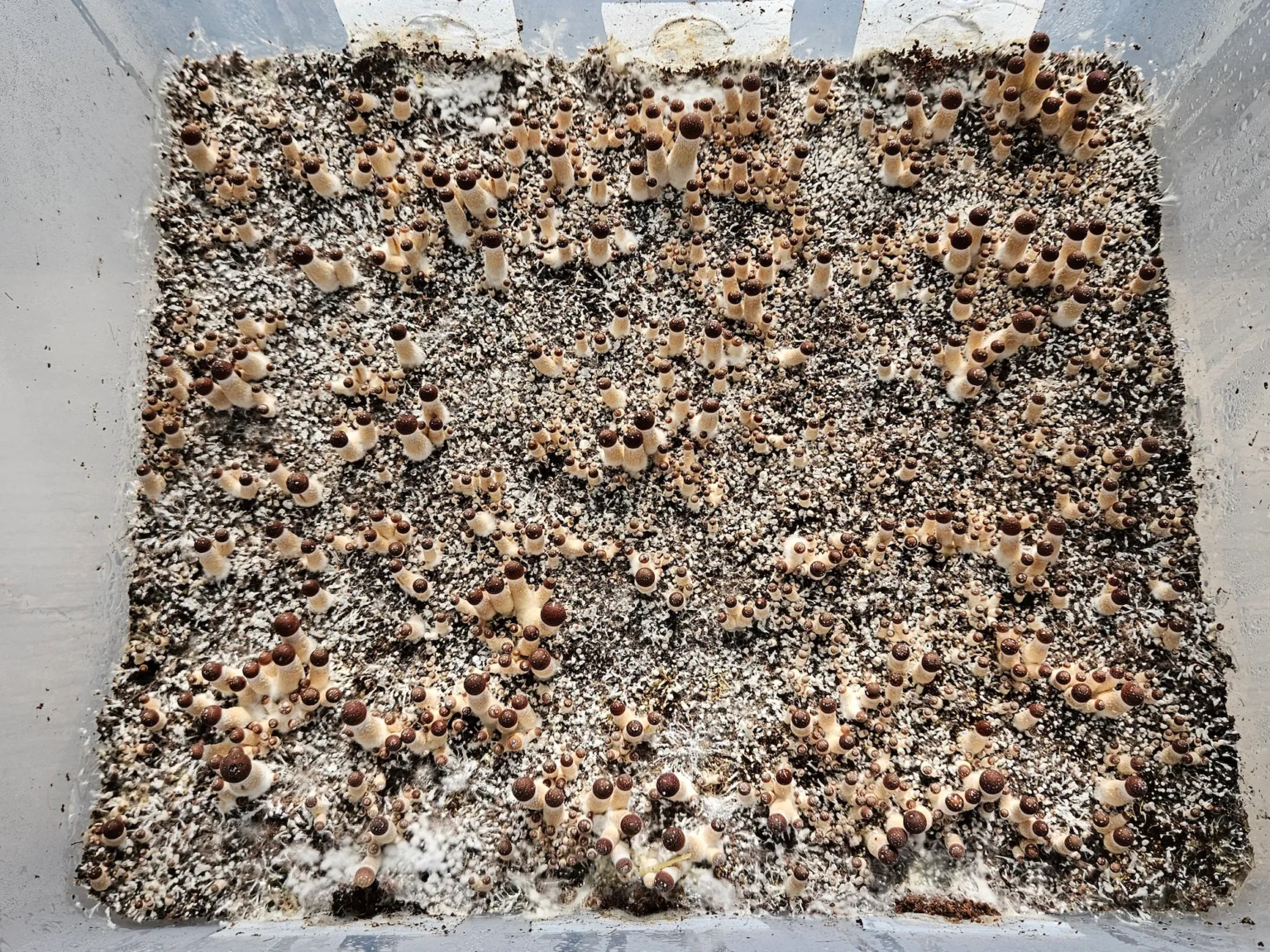 Psilocybe Cubensis Golden Teacher Spores: Abundant mushroom growth on substrate.
