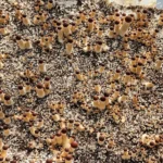 Psilocybe Cubensis Golden Teacher Spores: Dense cluster of Golden Teacher mushrooms in active growth.