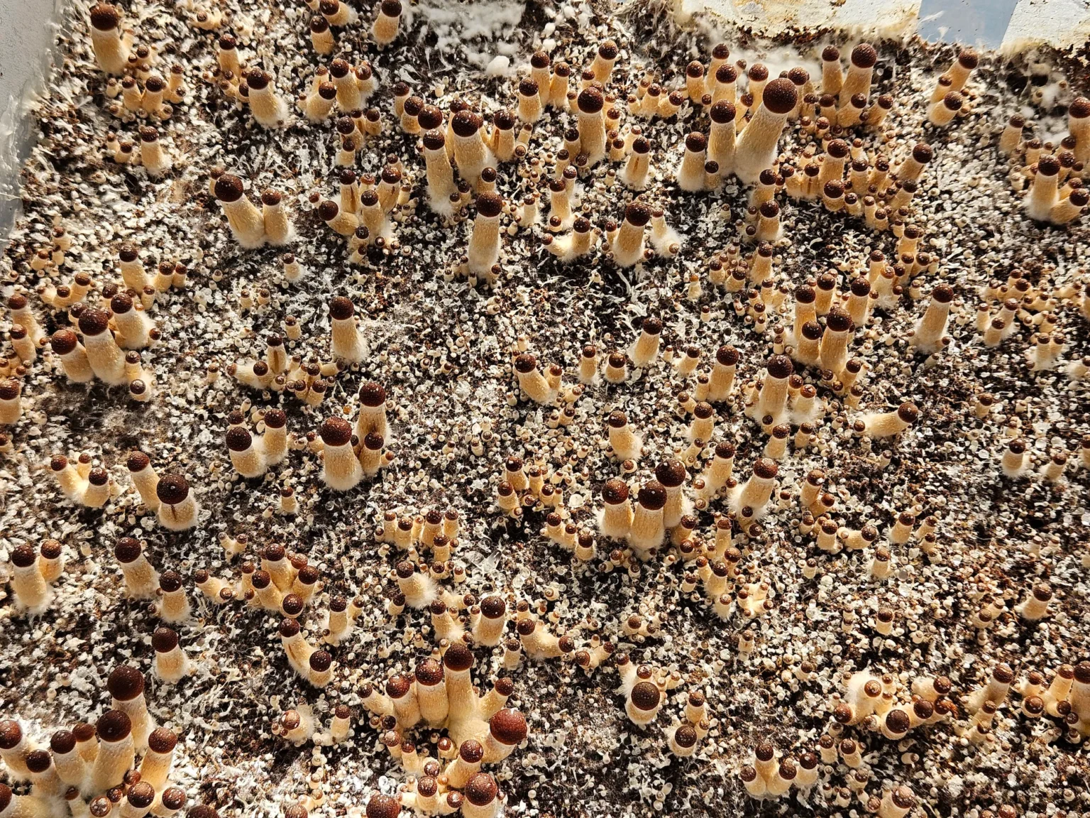 Psilocybe Cubensis Golden Teacher Spores: Dense cluster of Golden Teacher mushrooms in active growth.