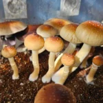 Close-up of several mature Psilocybe cubensis mushrooms growing in substrate.