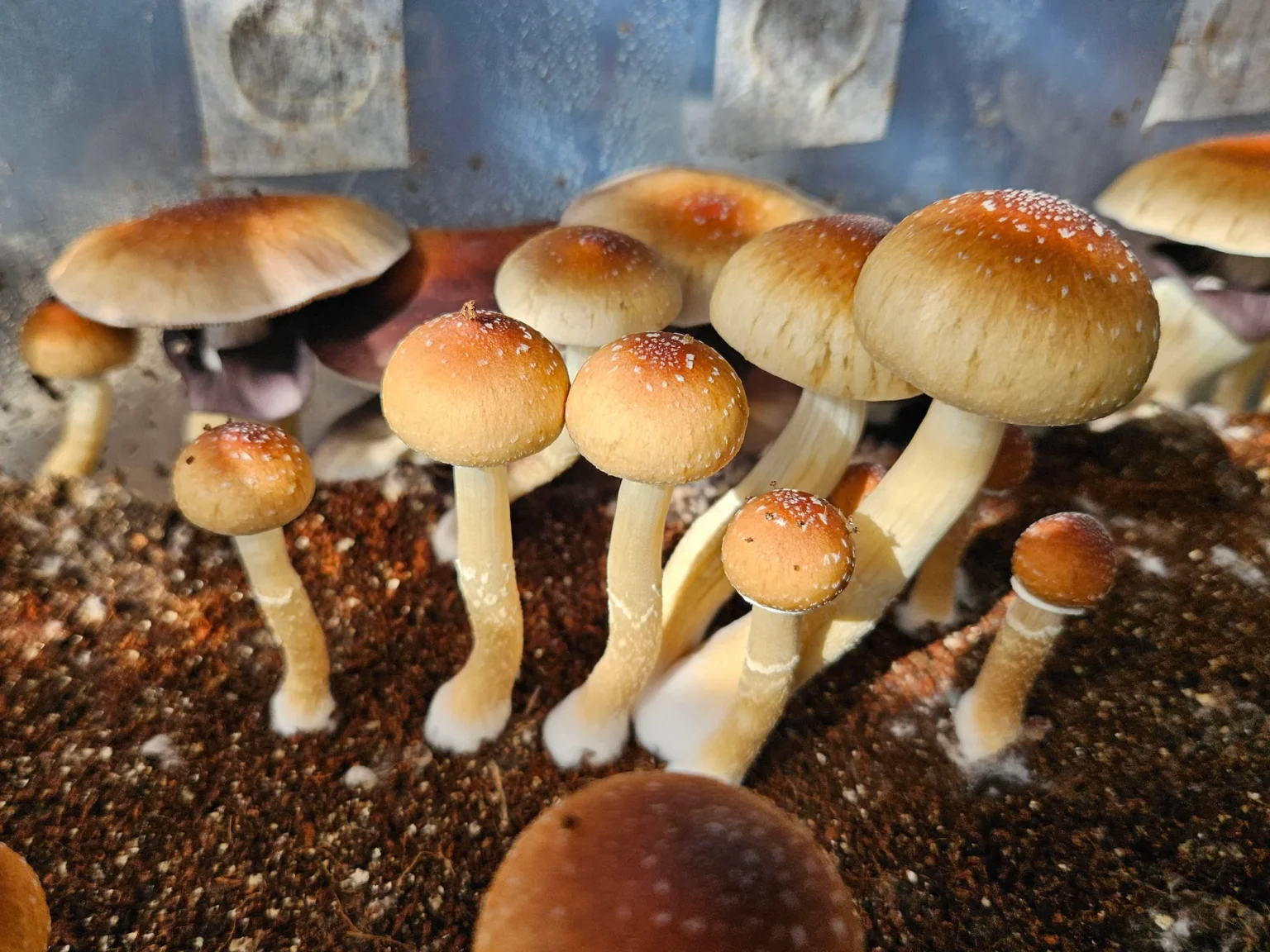 Close-up of several mature Psilocybe cubensis mushrooms growing in substrate.
