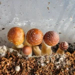 Close-up of several small, brown mushrooms growing in a substrate.