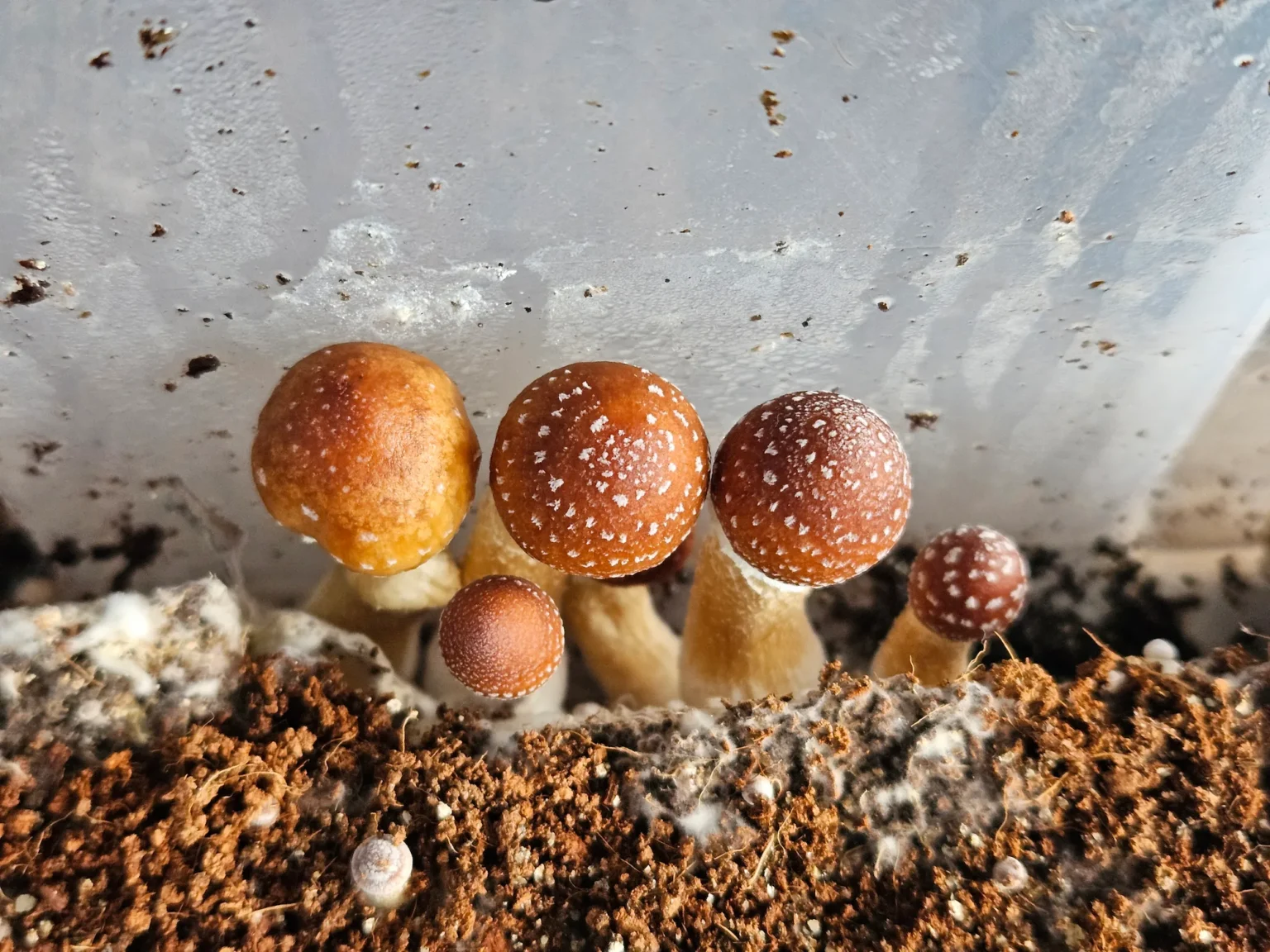 Close-up of several small, brown mushrooms growing in a substrate.