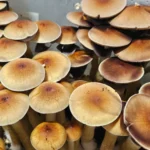 Close-up of a cluster of Psilocybe cubensis mushrooms.