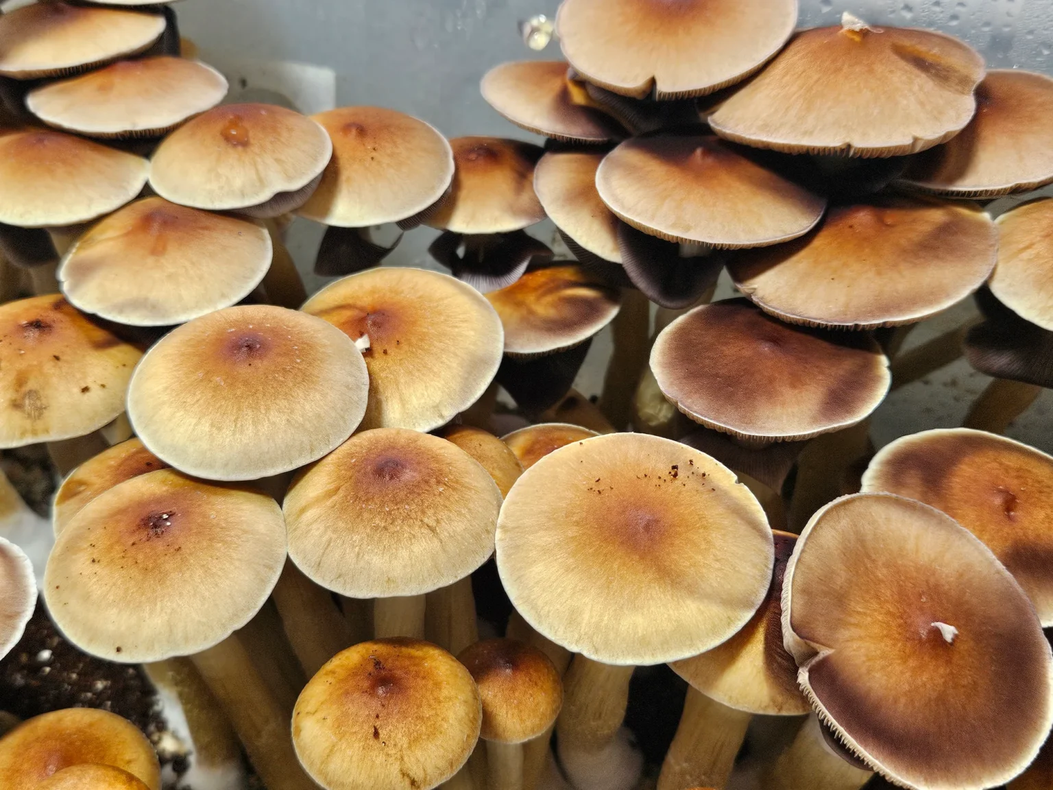 Close-up of a cluster of Psilocybe cubensis mushrooms.
