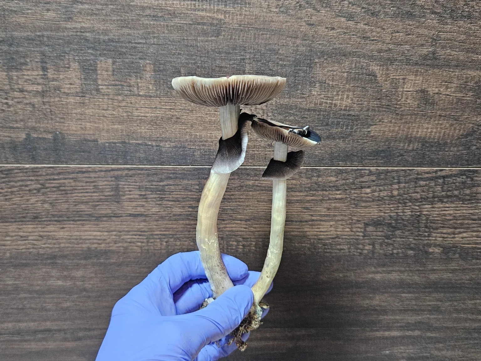 Gloved hand holding two Psilocybe cubensis mushrooms against a wood background.