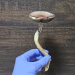 Gloved hand holding a Psilocybe cubensis mushroom against a wood background.