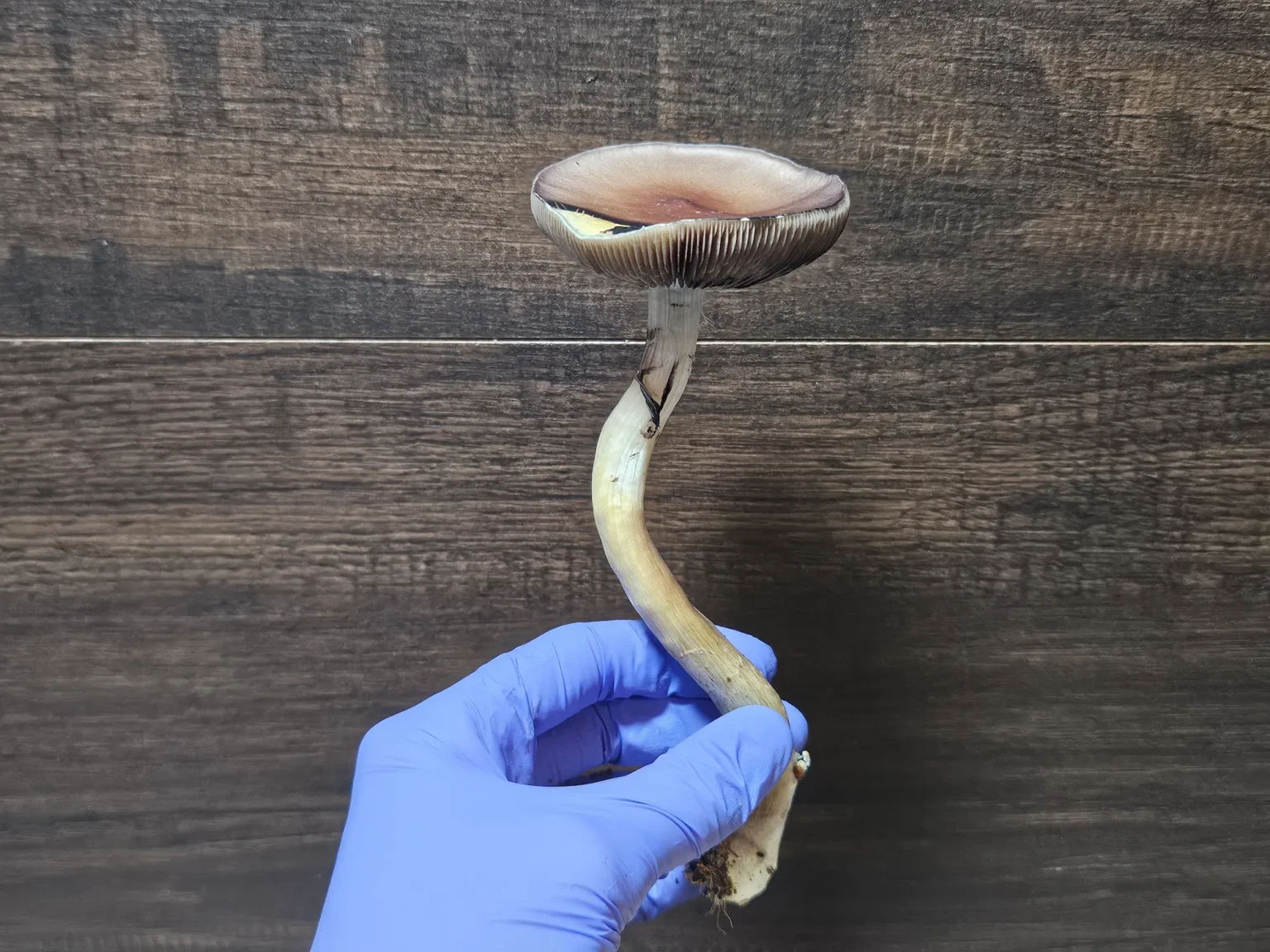 Gloved hand holding a Psilocybe cubensis mushroom against a wood background.