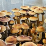Close-up of a cluster of mature Psilocybe cubensis mushrooms growing in a substrate.