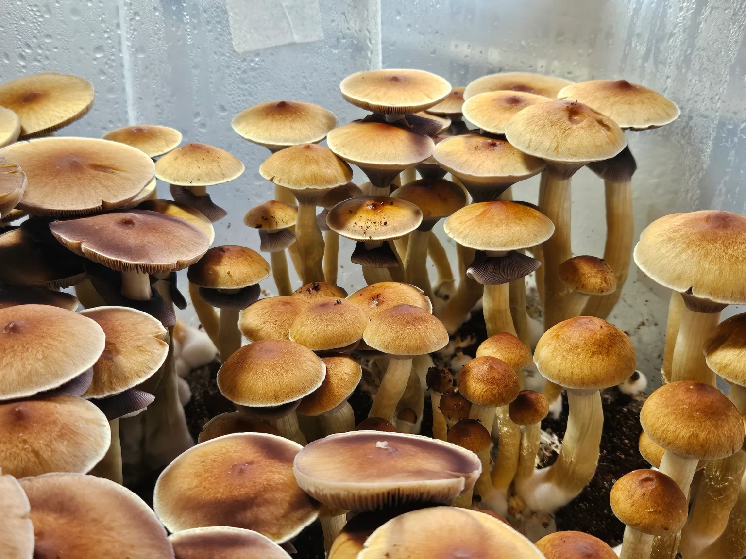 Close-up of a cluster of mature Psilocybe cubensis mushrooms growing in a substrate.