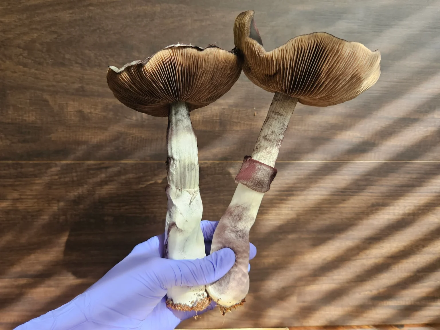 Two large Inca Stargazer Psilocybe cubensis mushrooms held in purple gloves against a wood background.