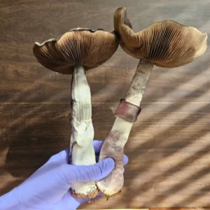 Two large Inca Stargazer Psilocybe cubensis mushrooms held in purple gloves against a wood background.
