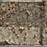A plastic container filled with substrate, is filled with healthy looking Psilocybe cubensis, Oak Ridge pins.