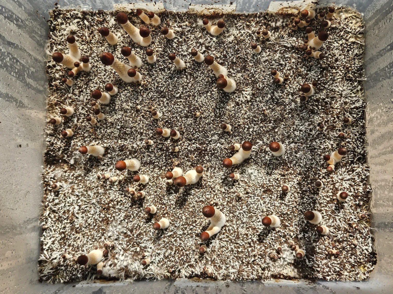 A plastic container filled with substrate, is filled with healthy looking Psilocybe cubensis, Oak Ridge pins.