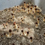 A close-up of many small, brown-capped mushrooms growing upright from a bed of soil and white speckles inside a light-colored container.