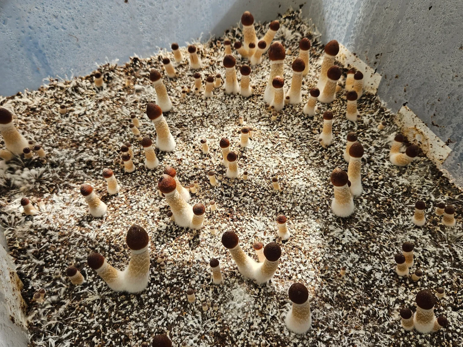 A close-up of many small, brown-capped mushrooms growing upright from a bed of soil and white speckles inside a light-colored container.