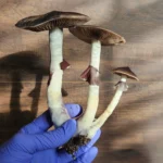 A gloved hand holds three large Psilocybe Cubensis mushrooms from Oak Ridge, TN.