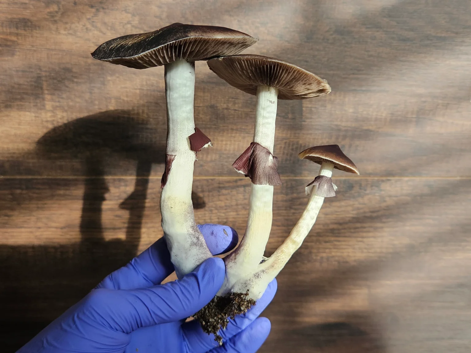 A gloved hand holds three large Psilocybe Cubensis mushrooms from Oak Ridge, TN.