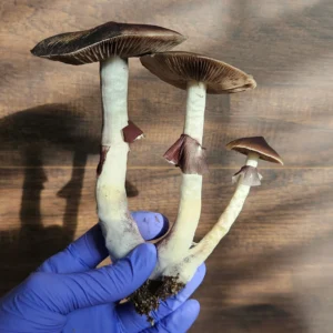 A gloved hand holds three large Psilocybe Cubensis mushrooms from Oak Ridge, TN.