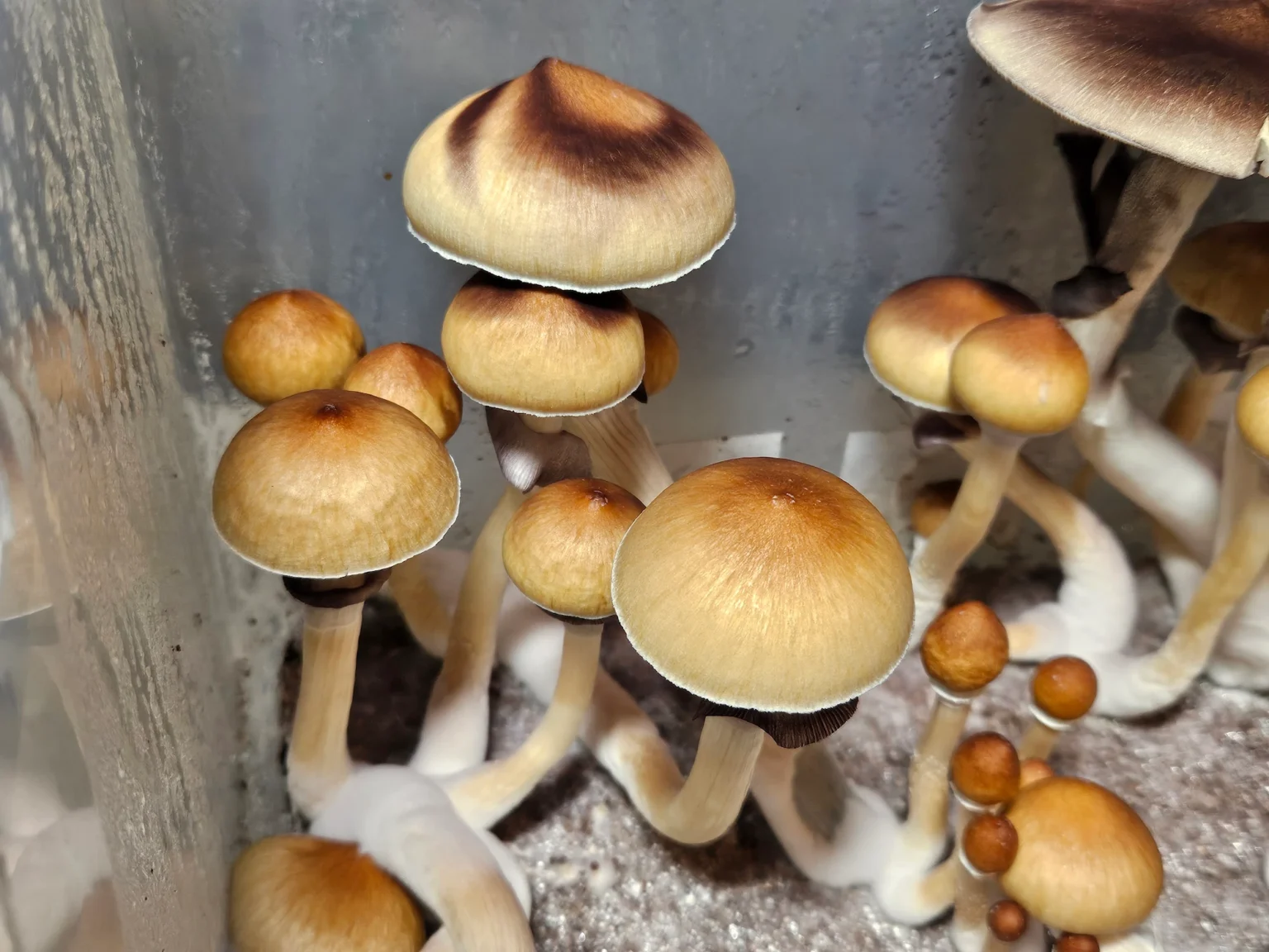 A cluster of Psilocybe cubensis Purple Mystic mushrooms growing from a substrate in a clear container. The fruit varies in sizes and has slightly domed caps that are dusted with beautiful swirls of purple hued spores.