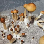 A cluster of Psilocybe Cubensis Purple Mystic mushrooms with brown caps and white stems grows close together on a light, sandy surface inside a humid container.