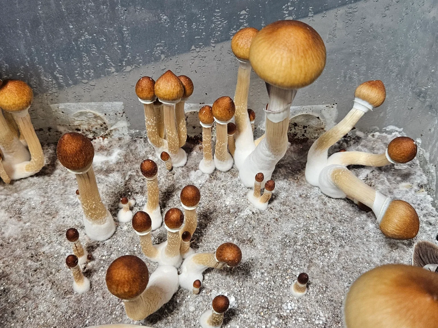 A cluster of Psilocybe Cubensis Purple Mystic mushrooms with brown caps and white stems grows close together on a light, sandy surface inside a humid container.