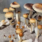 A cluster of variously sized Psilocybe Cubensis Purple Mystic mushrooms with tan caps and white stems grows on a moist substrate inside a clear container. Some caps are smooth and round, while others appear larger and darker at the edges.