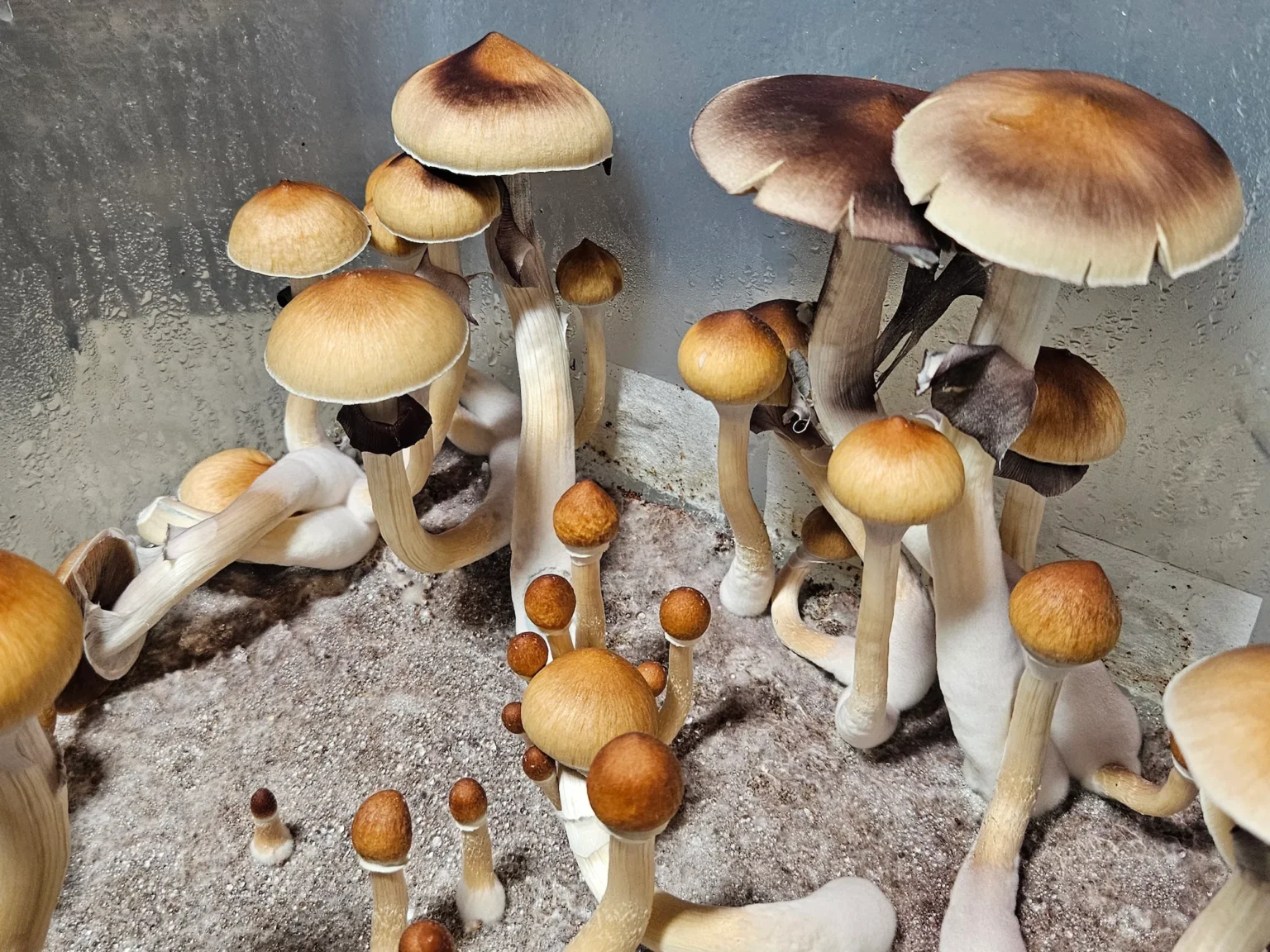 A cluster of variously sized Psilocybe Cubensis Purple Mystic mushrooms with tan caps and white stems grows on a moist substrate inside a clear container. Some caps are smooth and round, while others appear larger and darker at the edges.