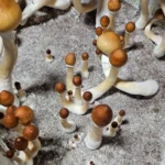 Clusters of Psilocybe Cubensis Purple Mystic mushrooms with white stems and brown caps grow from a sandy, soil-like surface, seen from above in a close-up image.